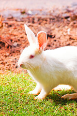 Detail of a white bunny with a natural background of grass and earth. Left lateral view