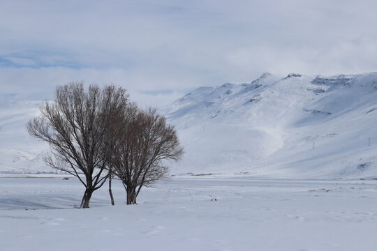 A peaceful winter landscape showcasing bare trees against a pristine snowfield with distant mountains under a calm blue sky.