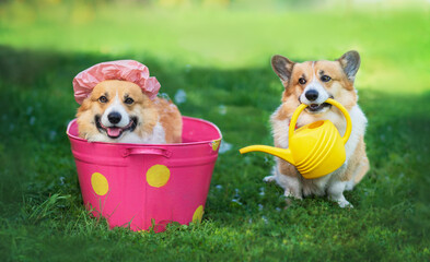 two funny corgi dog puppies wash in a trough in the garden in summer on the green grass