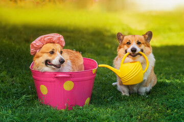 funny corgi dog puppies wash in a trough in the garden in summer On the green grass