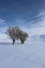 A peaceful winter landscape showcasing bare trees against a pristine snowfield with distant mountains under a calm blue sky.