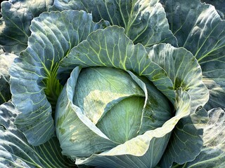 Head of cabbage in the vegetable garden.