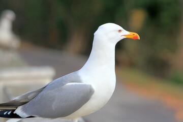 Silver gull Larus argentatus close-up on a blurred background
