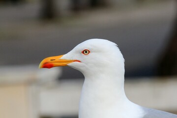 Silver gull Larus argentatus close-up on a blurred background
