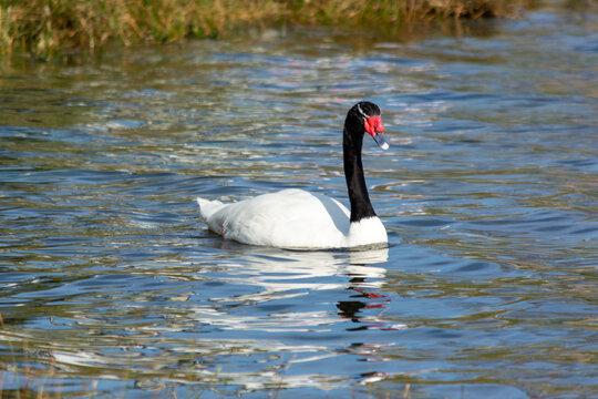 Cisne de cuello negro (Cygnus melancoryphus) en el lago