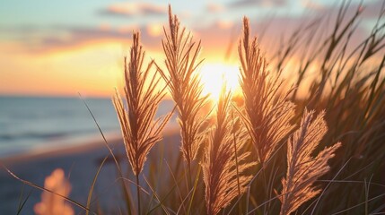 Close Up of Grasses at the Beach. Sunset View    