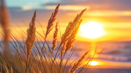 Close Up of Grasses at the Beach. Sunset View   