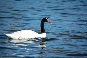 Cisne de cuello negro (Cygnus melancoryphus) en el lago
