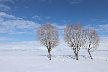 A tranquil winter scene with three leafless trees standing resilient against a vast expanse of snow, under a soft blue sky dotted with white clouds.