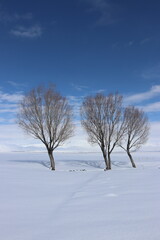 Fototapeta na wymiar A tranquil winter scene with three leafless trees standing resilient against a vast expanse of snow, under a soft blue sky dotted with white clouds.