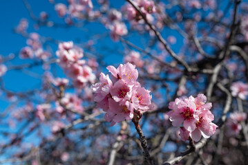 Almond flowers on blue sky background. Pink flowers closeup