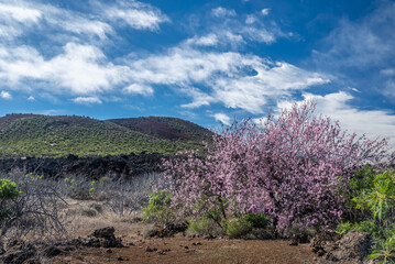 Pink almond tree in bloom with pink flowers on green hill blue sky background