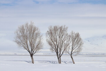 Fototapeta na wymiar A tranquil winter scene with three leafless trees standing resilient against a vast expanse of snow, under a soft blue sky dotted with white clouds.