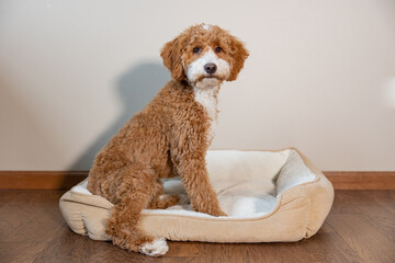 Golden Doodle Puppy Posed On White Bed 