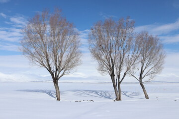 A tranquil winter scene with three leafless trees standing resilient against a vast expanse of snow, under a soft blue sky dotted with white clouds.
