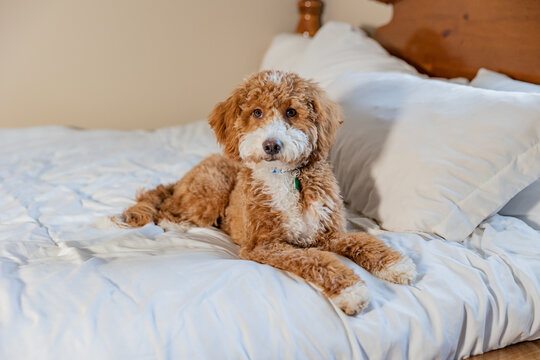 Golden Doodle Puppy Posed On White Bed 
