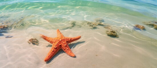 Fototapeta na wymiar Sea star in Nungwi, Zanzibar, Tanzania