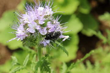 Crossing of black bronze beetles on purple phacelia flowers on a sunny summer day in a meadow. Natural green background, sexual behavior of insects, horizontal photo, close-up.