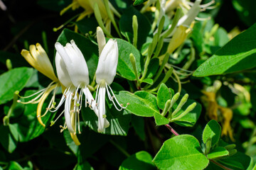 Fototapeta na wymiar Green bush with fresh vivid yellow and white flowers of Lonicera periclymenum plant, known as European honeysuckle or woodbine in a garden in a sunny summer day, beautiful outdoor floral background.