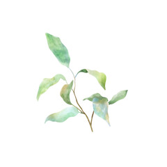 Watercolor Green Leaves Branch