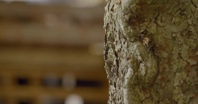 Pile of wooden pallets behind a tree trunk / Focus pull pallets to trunk 1