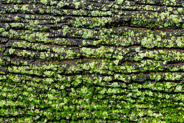  background in the form of tree bark covered with green moss.
