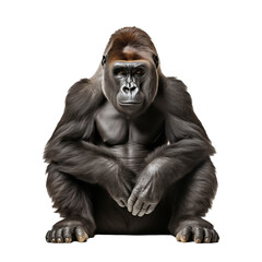 Majestic Gorilla isolated on transparent and white background. Generative ai