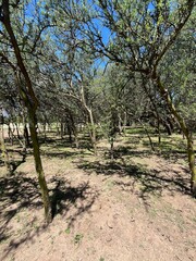 Bosque de espinillos, arboleda y tranquilidad