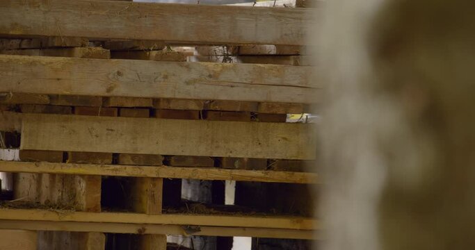 Pile of wooden pallets behind a tree trunk / Pallets in focus