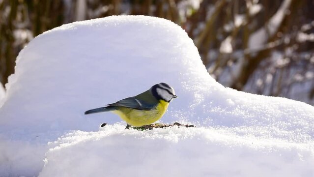 Eurasian blue tit (Cyanistes caeruleus) in the snow eating bird seeds in winter