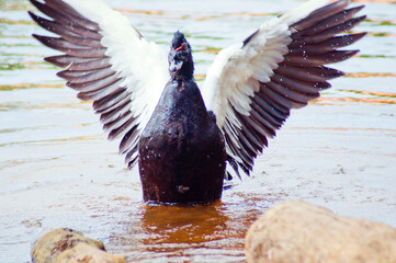Duck moving its wings in a pond, as part of its natural bathing process. Front view