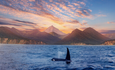 Sunrise landscape Vilyuchinsky Volcano with killer whale. Concept Travel photo Kamchatka Peninsula...