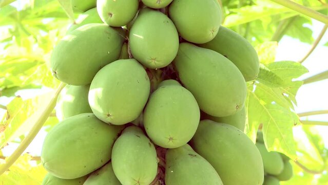 Closeup shot of green papayas on a tree