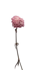 Pink carnation flower isolated on a white background.