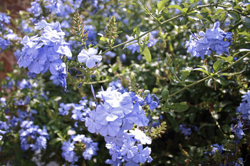 Flor jazmin azul (plumbago azul) 