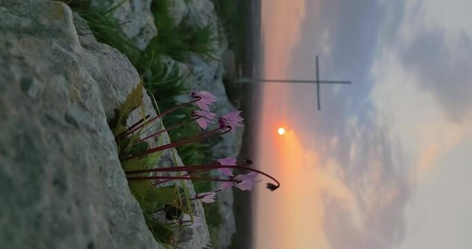 Timelapse of the sunset behind cyclamen and a cross, vertical shot