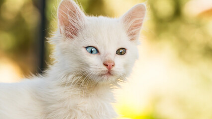 Turkish Van Cat. Van Kedisi. Cute white kitten with colorful eyes.