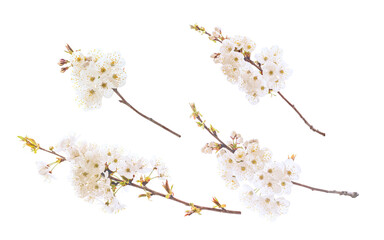 Cherry blossom branch isolated transparent png. Sakura tree branches with spring flowers set. 