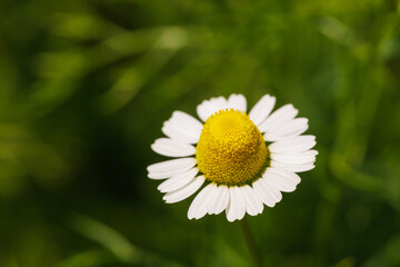 Fototapeta premium Single Chamomile Flower Macro Shot