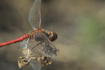 dragonfly on a branch