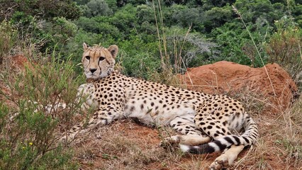 Cheetah in South Africa