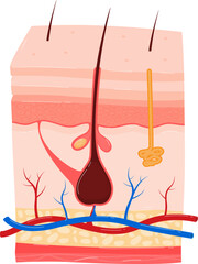 Detailed cross-section of human skin layers. Shows hair follicle, sweat gland, epidermis, dermis. Educational skin anatomy vector illustration.