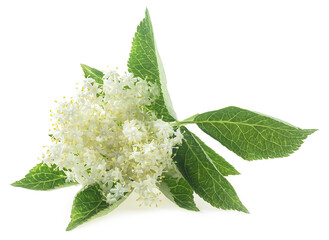 Elderberry with flowers and leaves isolated on a white background. Blossoming elder. Elderberry inflorescence. Sambucus nigra.