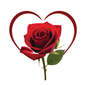 red rose heart shape vector artwork isolated on white background