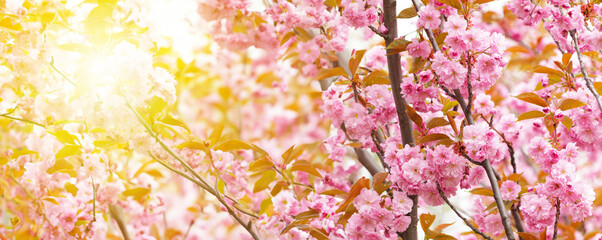 Beautiful branches of pink Cherry flowers. Selective focus during spring blossoms Sakura.
