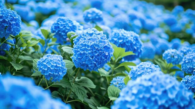 blue hydrangeas, forming a cool and refreshing floral backdrop generative ai