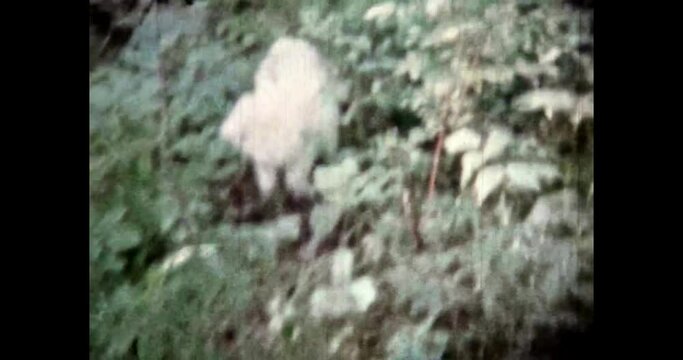 Small white dog run in green summer forest. Cute pet being walked in park. Happy dog enjoy nature. Adorable dog running, active play in outdoor garden. Vintage color film. Retro archive. 1980s