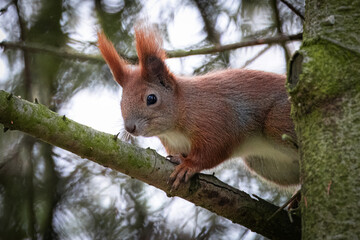 A red squirrel sits on the branch. Squirrel holds a  branch and looks towards the camera lens. Squirrel in wildlife close-up portrait.