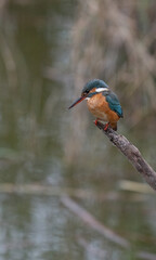 the kingfisher waiting on the branch	