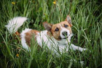 A brown dog lying in the grass in an outdoor setting 5535.